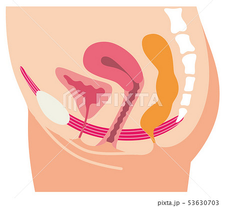 骨盤底筋　説明図　女性のからだ 53630703