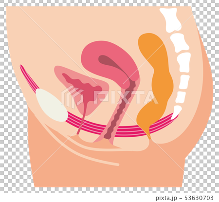 骨盤底筋　説明図　女性のからだ 53630703