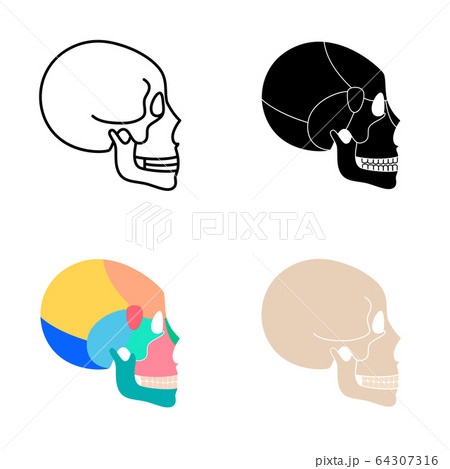 Human skull anatomy.  64307316