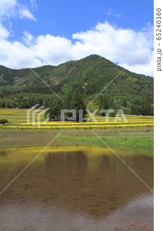 安曇野の5月　菜の花咲く里山 65240360