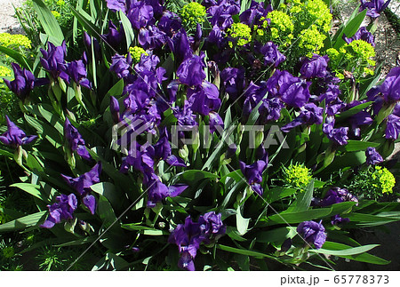 Irises in summer day at the flower bed 65778373