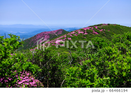 《大分県 九重連山》北大船山のミヤマキリシマと平治岳 66466194