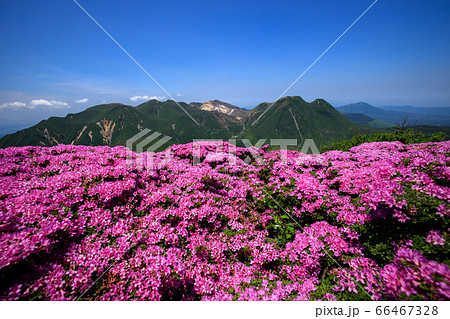 《大分県 九重連山》北大船山のミヤマキリシマと九重連山風景 66467328