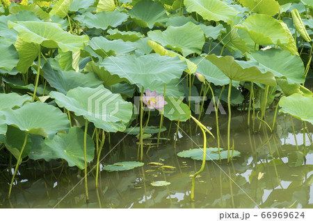 蓮の葉 植物 花 66969624