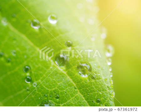 Dew on leaves in close up 67361972