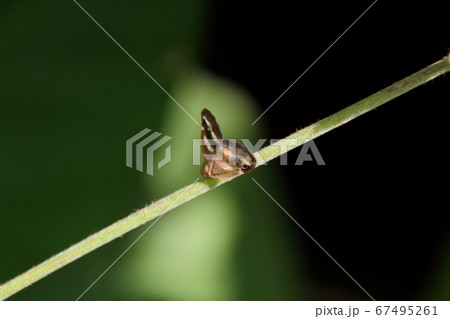 雑草の茎にとまるベッコウハゴロモの成虫 67495261