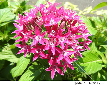 ペンタスの花言葉は願いがかなう。星を思わせる花の姿からついたもの。大切な人への贈り物としてピッタリ。 62851705