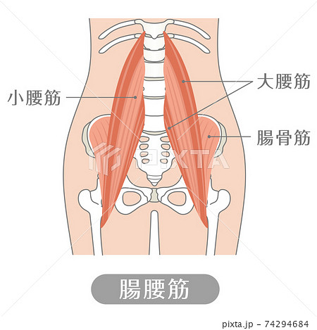 人間の体 腸腰筋（腰の筋肉） 74294684