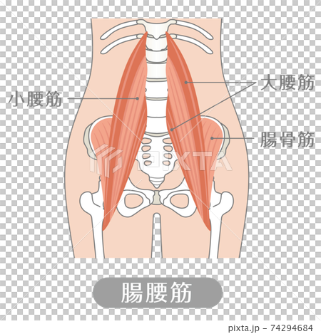 人間の体 腸腰筋（腰の筋肉） 74294684