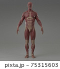 3d rendering illustration of muscle 75315603