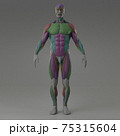 3d rendering illustration of muscle 75315604