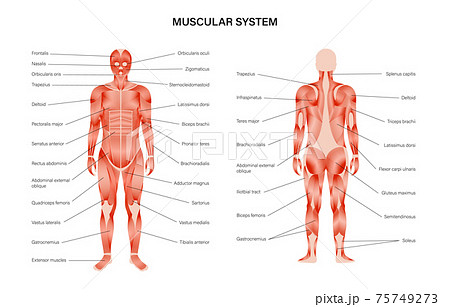 Human muscular system 75749273