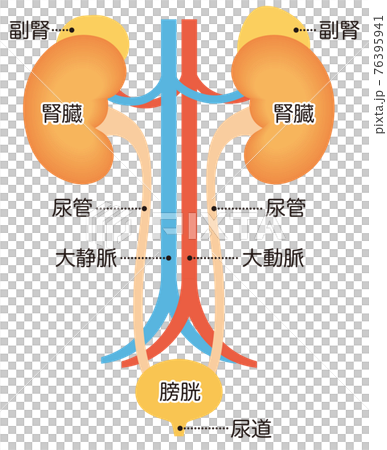 泌尿器の構造　腎臓 76395941