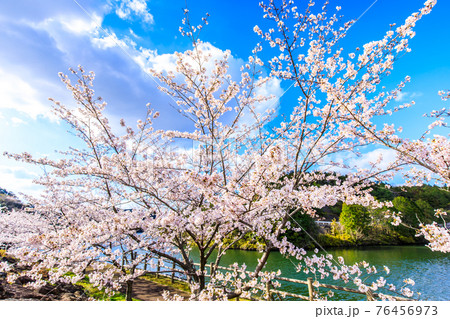 伊佐ノ浦ダムの桜　【長崎県西海市】 76456973