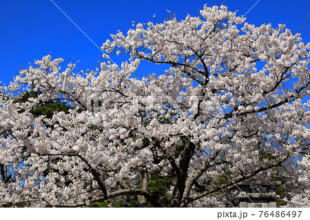 大山公園の桜 76486497