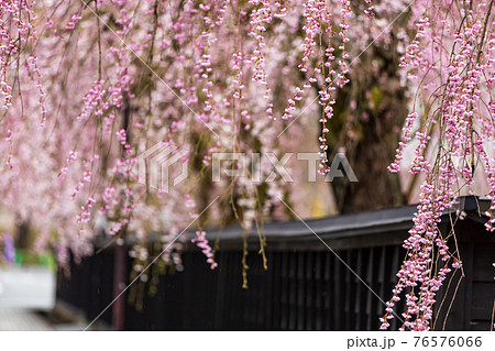 角館の桜　武家屋敷通り　桜のトンネル 76576066