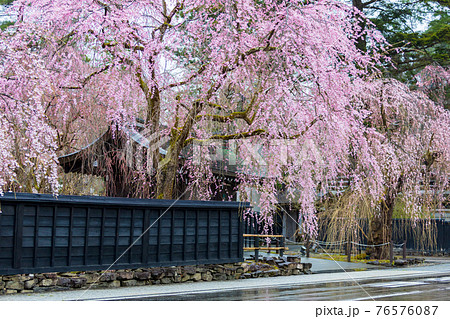 角館の桜　武家屋敷通り　桜のトンネル 76576087