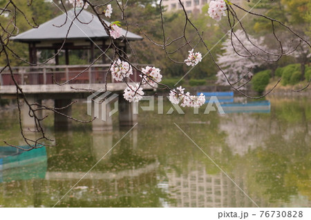 鶴舞公園竜ヶ池の桜 76730828