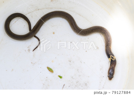 deadly venomous cobra If bitten can cause death. was captured in a white tank. 79127884