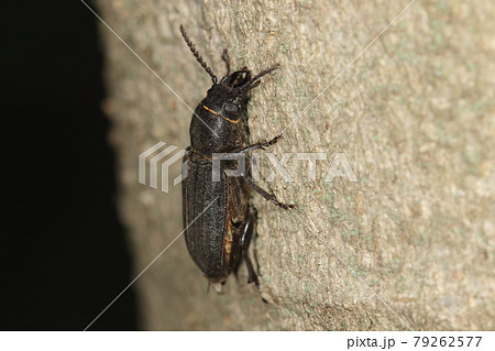 生き物　昆虫　クロカミキリ、幼虫は針葉樹の材木を食害するようで害虫扱いされています 79262577