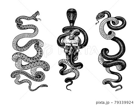 Snake in the skull. Indian cobra. Pit viper. Spectacled or Asian or binocellate. Venomous Reptilia 79339924