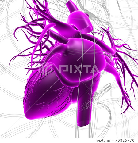 Human Heart Anatomy For Medical Concept 3D Rendering 79825770