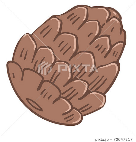 Pine tree cone, closed fir nut icon vector 70647217