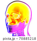 3d rendering illustraion of upper skull 70885218