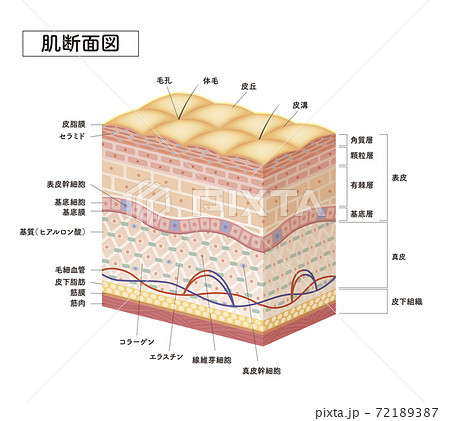 Cross section of the skin 7 72189387