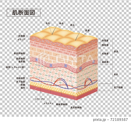 Cross section of the skin 7 72189387