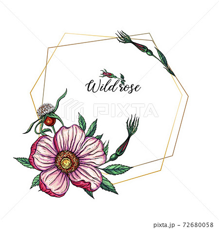 Vector set of delicate pink wild rose flowers, floral arrangements 72680058