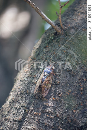 夏を象徴する昆虫　アブラゼミ 84894891