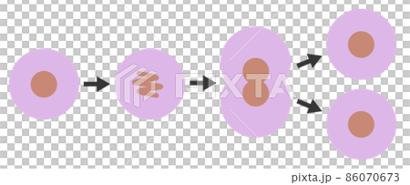 細胞が分裂して増殖するイラスト 86070673