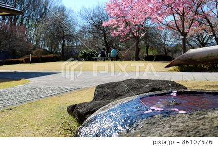 水滴の落ちるつくばい　満開の桜　風景 86107676