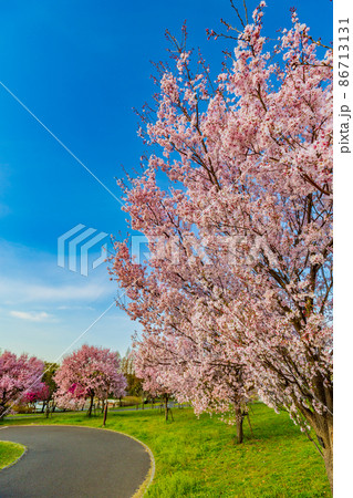 東京都　足立区　舎人公園　満開の桜 86713131