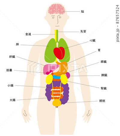 人の体と脳と臓器の楽しいイラスト、前面に泌尿器、日本語の名前入り 87657524