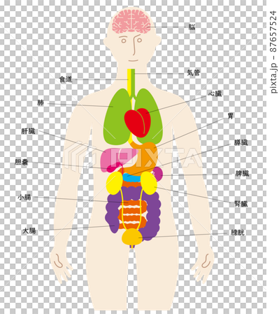 人の体と脳と臓器の楽しいイラスト、前面に泌尿器、日本語の名前入り 87657524