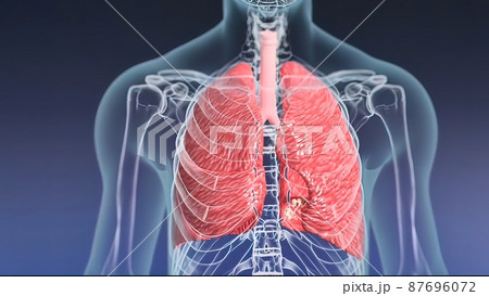 3D Medical illustration Respiratory System, Alveoli 87696072