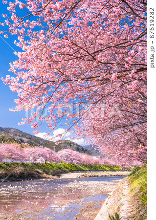 《静岡県》満開の河津桜・河津町 87619282