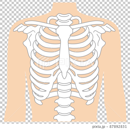 肋骨骨架圖 87892831