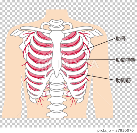 肋骨　肋間神経　肋間筋　骨格図 87930070