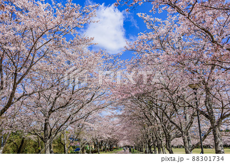 「日本さくら名所100選」　忠元公園（鹿児島県伊佐市） 88301734