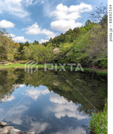 茨城県水戸市　七ツ洞公園の新緑の春の風景 88892504