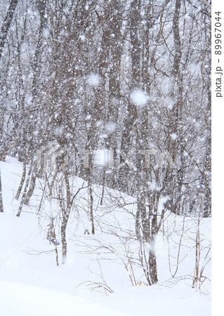 雑木林に降るぼたん雪 89967044