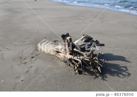 海岸に漂着した流木 80376050