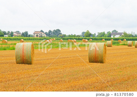 Field haystack 81370580