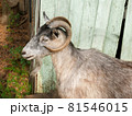 Bearded gray goat with large chic horns in profile 81546015