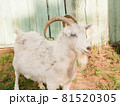 Beautiful White horned Goat with beard near the Village house 81520305