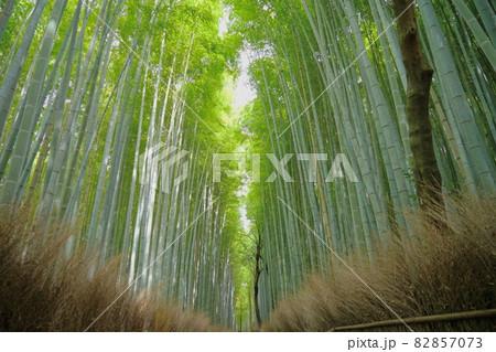 緑が鮮やかな京都嵯峨野の爽やかな竹林の小径 82857073