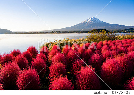 河口湖　大石公園のコキアと富士山 83378587